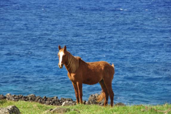 Ao longo de toda a trilha que contorna o Maunga Terevaka, são comuns os encontros com cavalos selvagens (Ilha de Páscoa, no sul do Oceano Pacífico)